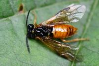 Selandria serva