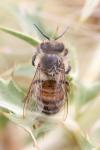 Apis mellifera