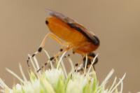 Athalia rosae