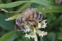Apis mellifera