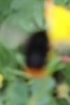 Bombus lapidarius