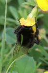 Bombus lapidarius