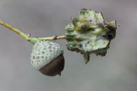 Andricus quercuscalicis