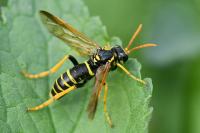 Tenthredo scrophulariae