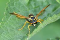 Tenthredo scrophulariae