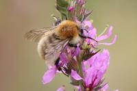 Bombus pascuorum