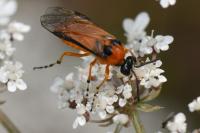 Athalia rosae