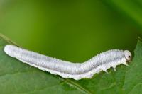 Monostegia abdominalis