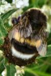 Bombus terrestris/lucorum
