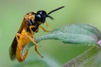 Selandria serva