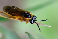 Selandria serva