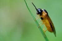Selandria serva