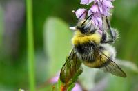 Bombus lucorum