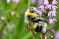Bombus lucorum