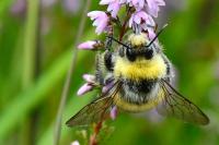 Bombus lucorum