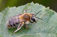 Andrena fuscipes