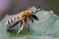 Andrena fuscipes