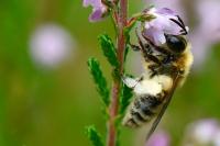 Andrena fuscipes