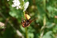 Vespa crabro