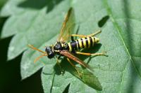 Tenthredo scrophulariae