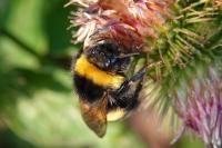 Bombus
