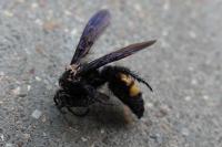 Scolia hirta