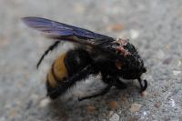 Scolia hirta