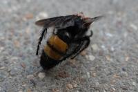 Scolia hirta