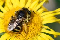 Tetralonia alticincta