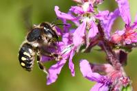 Anthidium septemspinosum