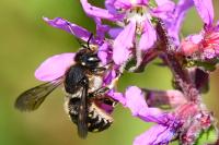 Anthidium septemspinosum
