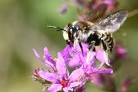 Anthidium septemspinosum