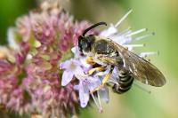 Halictus scabiosae