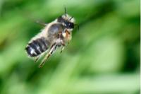 Megachile willughbiella