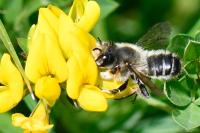 Megachile willughbiella