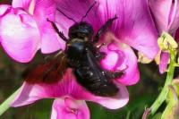 Xylocopa