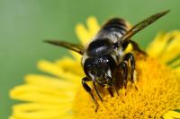 Megachile centuncularis