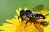 Megachile centuncularis