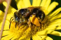 Tetralonia alticincta