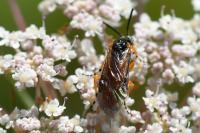 Athalia cordata