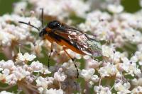 Athalia cordata