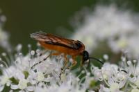 Athalia rosae