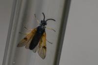 Arge ustulata