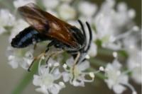 Arge ustulata