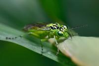 Rhogogaster chlorosoma