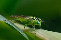 Rhogogaster chlorosoma