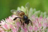 Apis mellifera