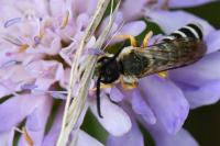 Halictus scabiosae