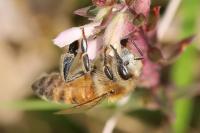 Apis mellifera