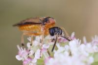Athalia rosae